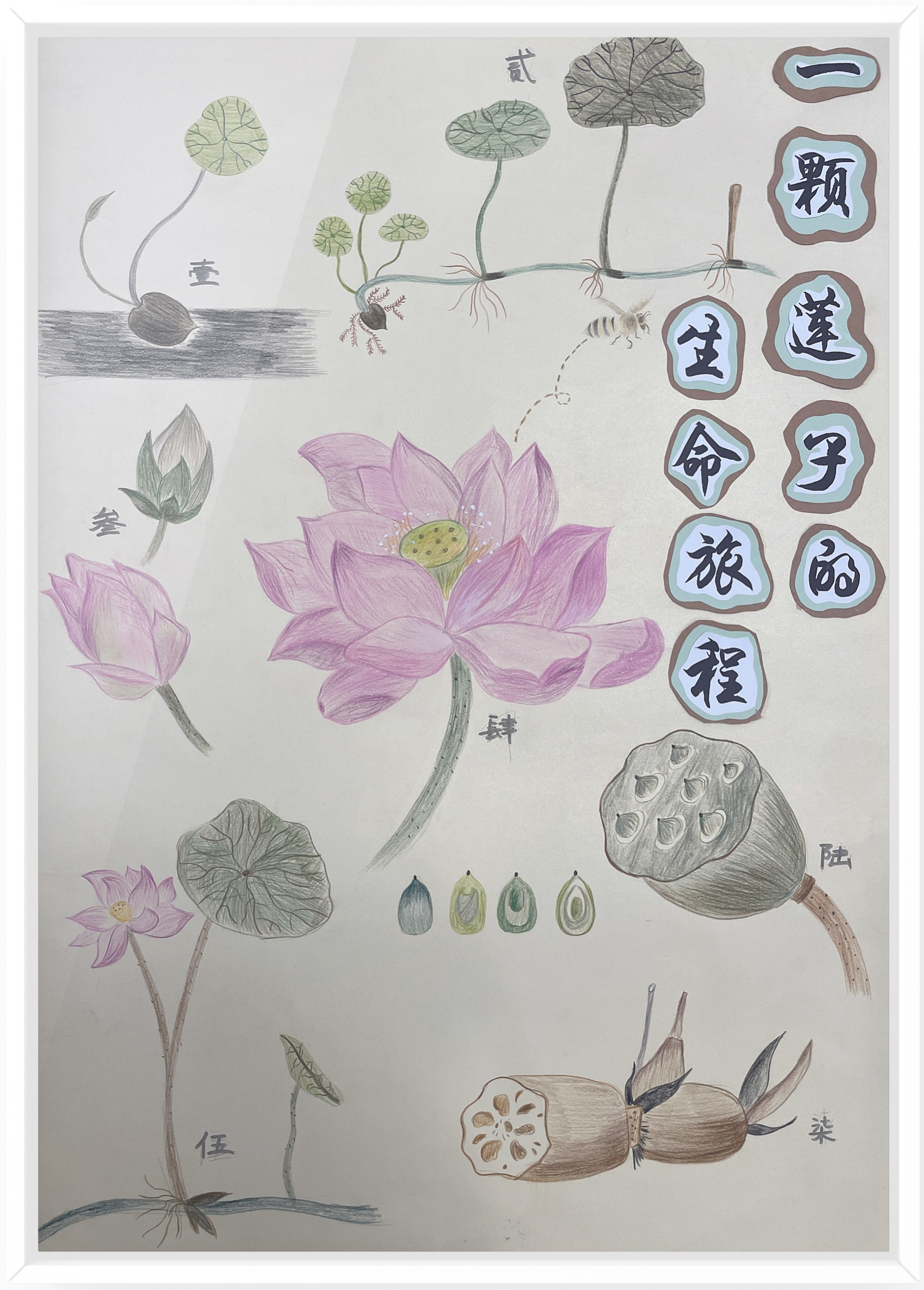 《一颗莲子的生命旅程》（作者：朱水铮、吴梦霁、张婷）.png
