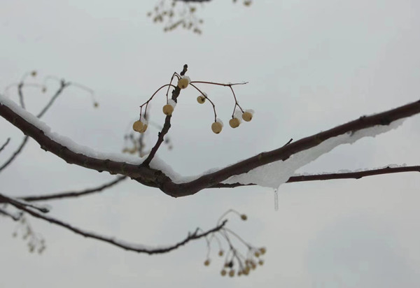 清、楝（廉）1_副本.jpg